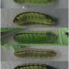 pleb argus larva4 volg2